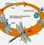 Jangkrik Termasuk Metamorfosis Sempurna