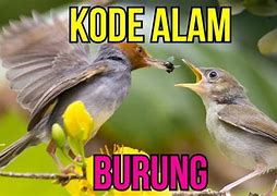 Kode Alam Mimpi Dapat Burung Kutilang